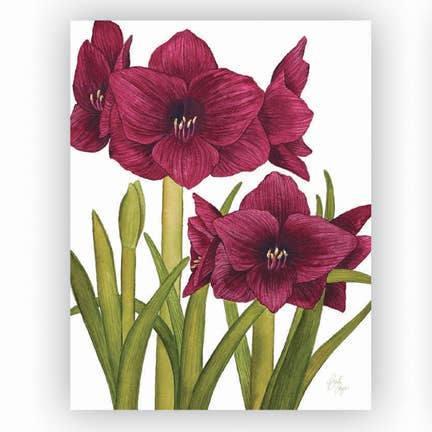 Amaryllis rose foncé pour la vente par Broad Bloom
