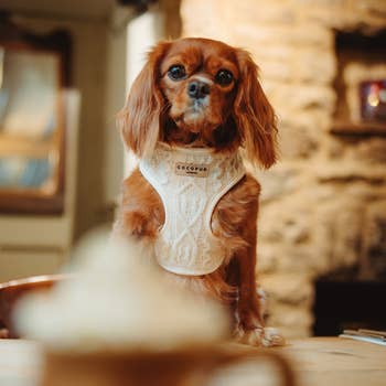 Cocopup London wholesale products