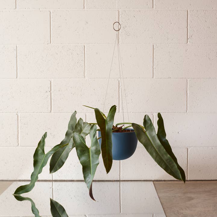 Aaron Probyn US - Wholesale Hanging Planter - CLIFTON hanging plant pot MEDIUM