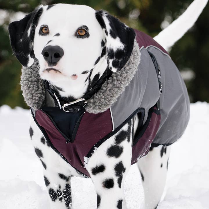 Shedrow K9 Chinook Dog Coat - Winetasting for wholesale by Shedrow K9