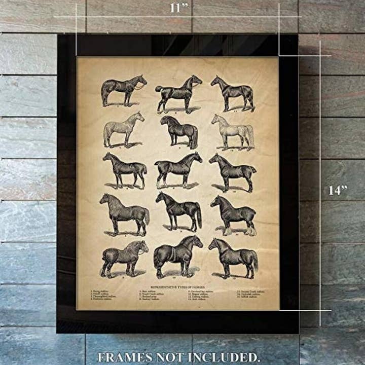 Vintage Farm Animal Print - Types of Horses - Unique Wall Art of a Classic Image - Perfect Gift for All Horse Lovers for wholesale by The Gift Horses
