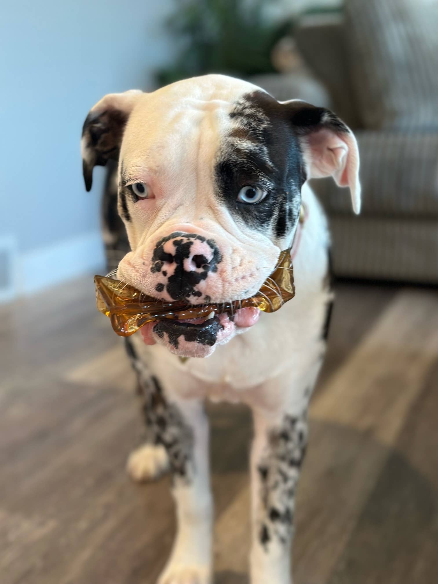 Wag & Bright Supply Co. – Couro/osso para cão - Cão por atacado – Mighty Marrows Colagénio Mastigável para Dentes - Fígado de Vaca - 3 Tamanhos17