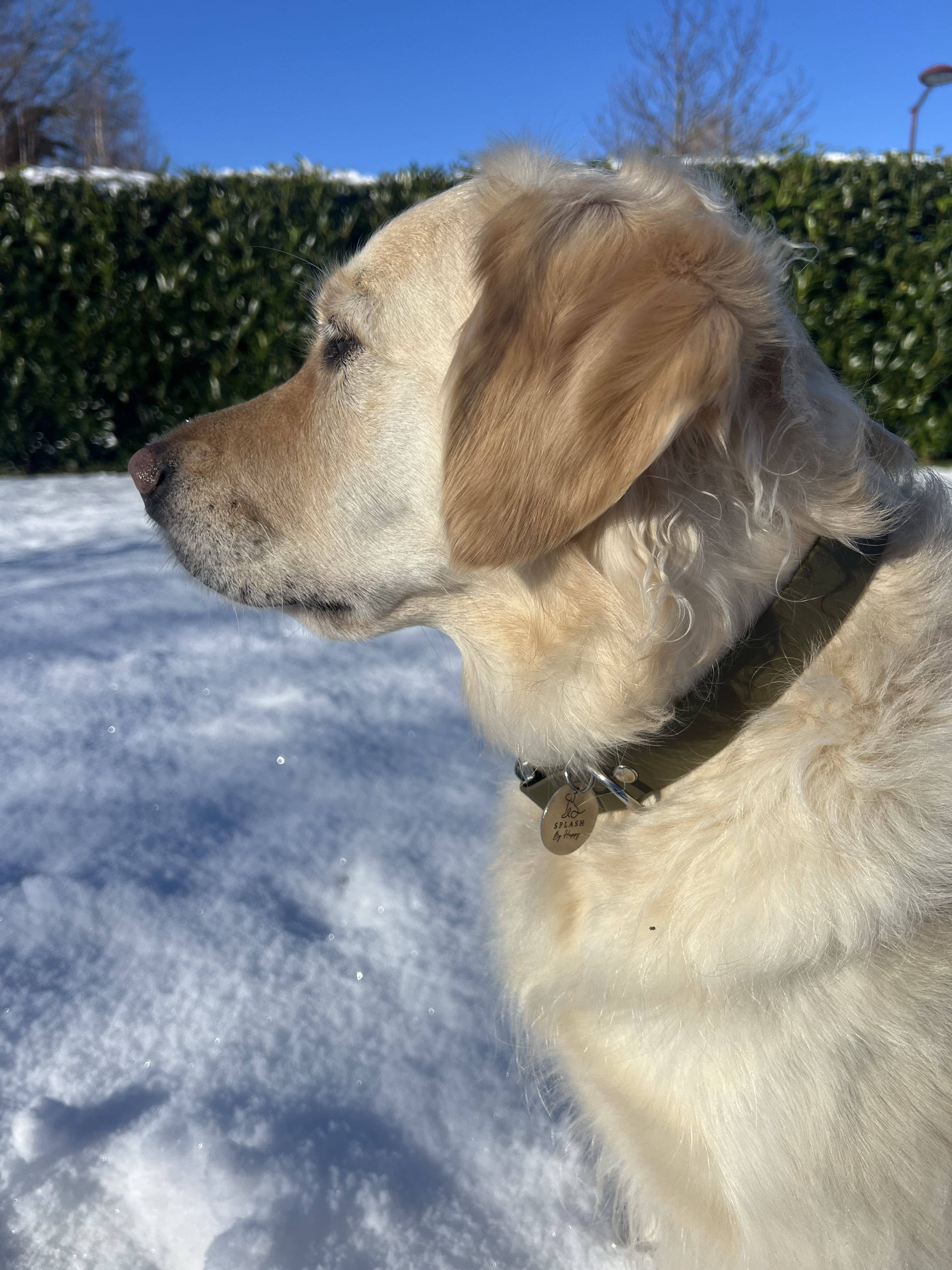 Splash By Happy - Wholesale Pet Collar - Dog - Biothane® clip necklace20