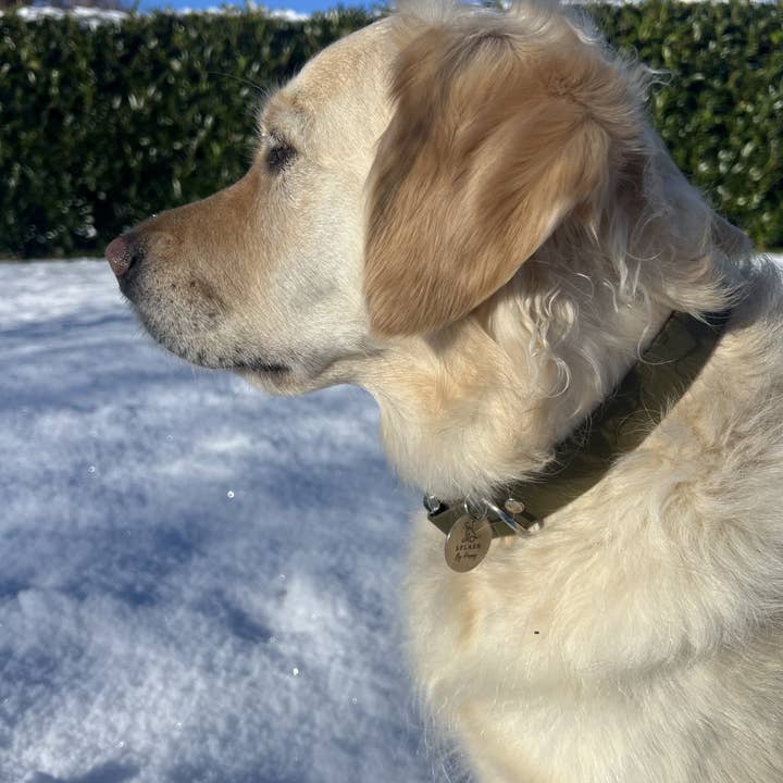 Splash By Happy - Wholesale Pet Collar - Dog - Biothane® clip necklace20