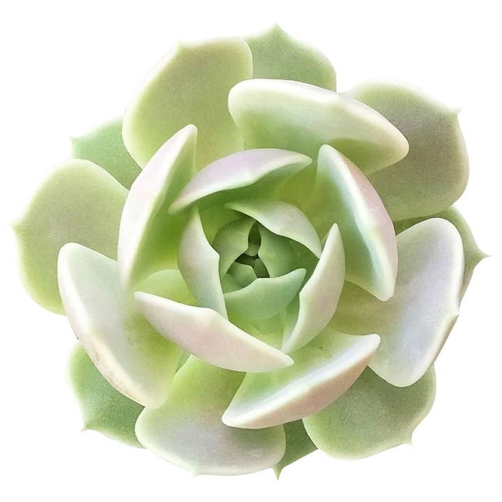 Succulente Echeveria Lola - Jolie plante succulente vivante dans un pot de 2/4po pour la vente par Best Plant Friend