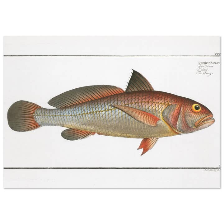 Ionius aneus para venta al por mayor de Maison de Paloma