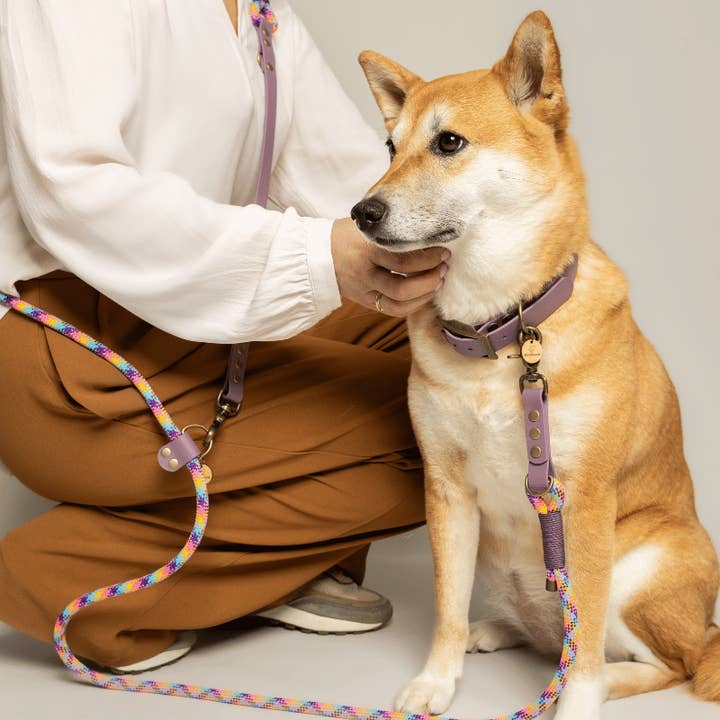 Deja MULTIPOSITION paracordio Arcoíris / biothane LILA para venta al por mayor de KITSUNE.DOG