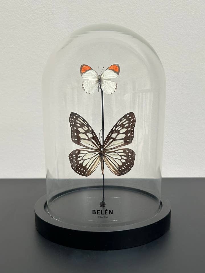 Liten klocka 2 fjärilar Ideopsis och Colotis för wholesale av Belén Collection