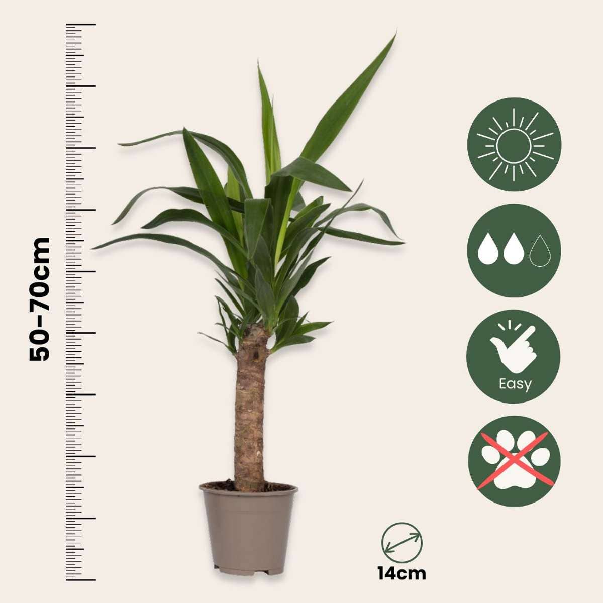 Oasis of Life – Großhandel Pflanzen – Zimmerpalmen-Mix – 6 Pflanzen – Indoor Palmmix – Höhe 50–70cm – Ø14cm – Tropische Zimmerpflanzen für Innenräume – Mit Pokon Pflanzendünger – Pflegeleicht & dekorativ2