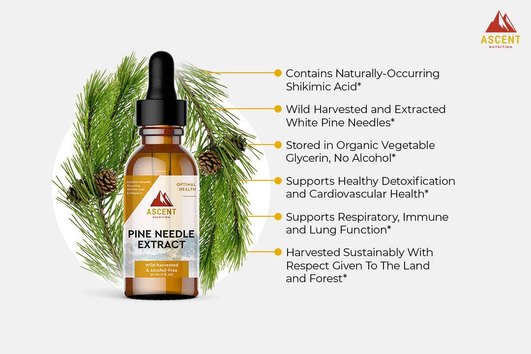 Ascent Nutrition - Wholesale Tincture - Pine Needle Extract, Pine Needle Tea Alternative, 30 ml Bottle2