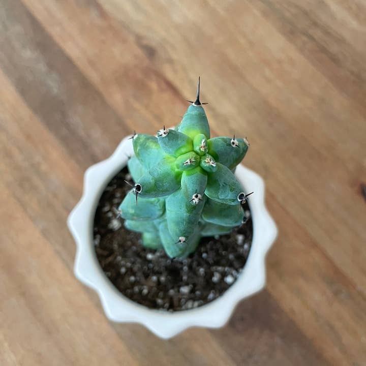 Grow Margo - Wholesale Live Plant - Myrtillocactus Geometrizans - Boobie Cactus Live Rooted1