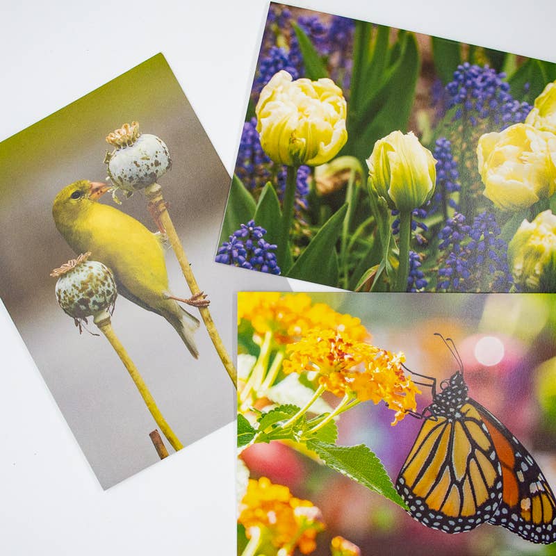 Wren - Wholesale Everyday Greeting Card - Monarch on Lantana (Blank inside) Greeting Card5