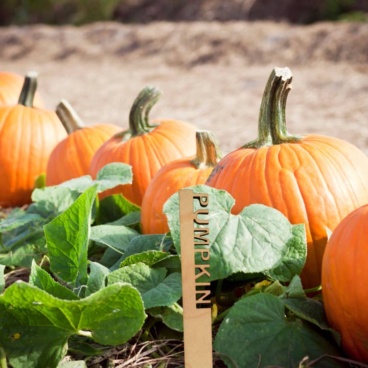 Mankin Laserworks – wholesale Gräspiggar – Birch Wood Garden Stakes (priset är för 3 av vald stil)1