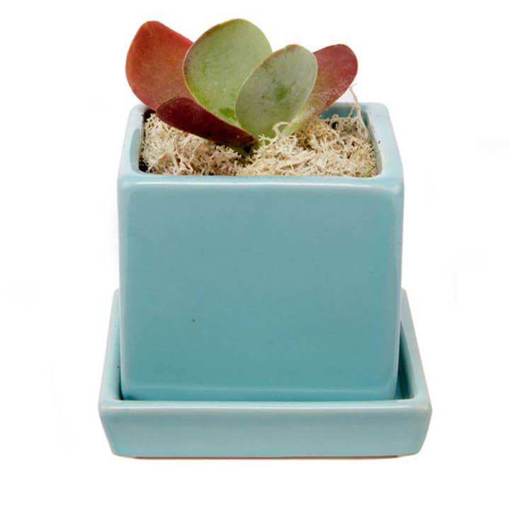 Chive - Wholesale Plant Pot - Cube & Saucer Indoor Plant Pot With Drainage