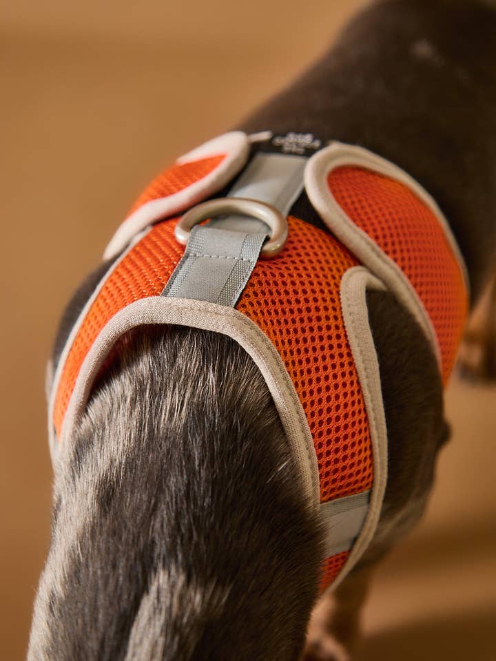 Orange Neoprensele med Reflekterande Rand CLAREMONT för wholesale av The Striped Dog