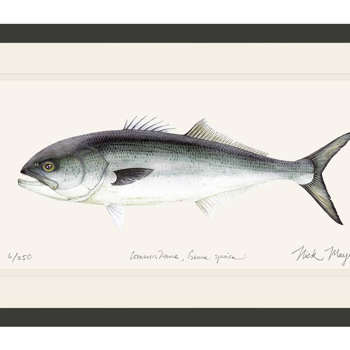 Impressão de Edição Limitada Bluefish por atacado de Nick Mayer Art