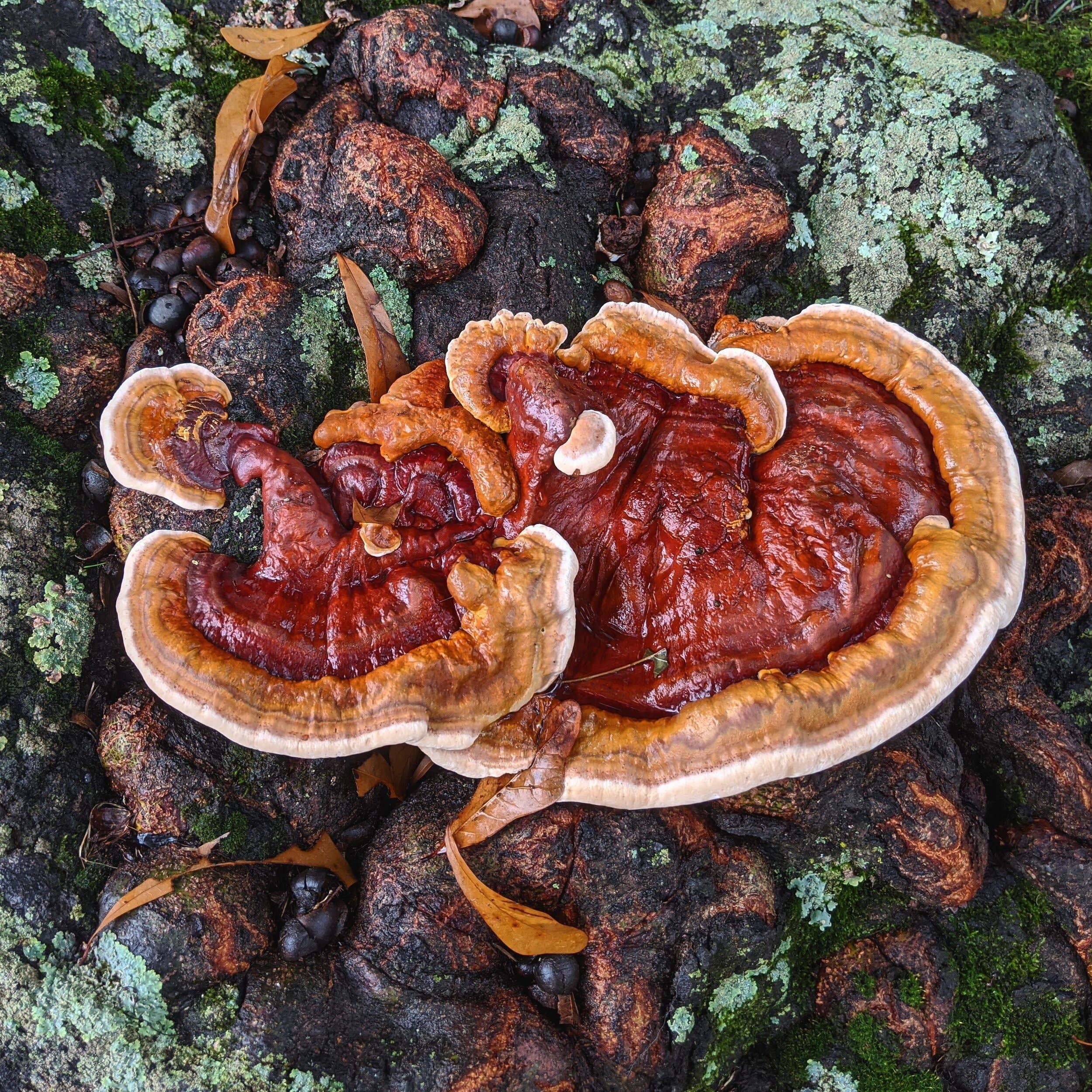 Rowan + Sage - Wholesale Tincture - Adapt + Restore Tincture Formula – Adaptogens for Stress1