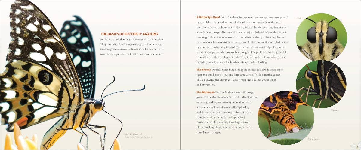 AdventureKEEN - Wholesale Nature & Outdoors Book - Vibrant Butterflies2