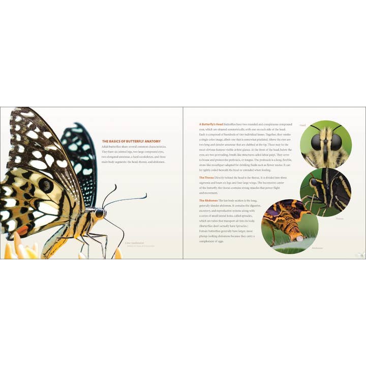 AdventureKEEN - Wholesale Nature & Outdoors Book - Vibrant Butterflies2
