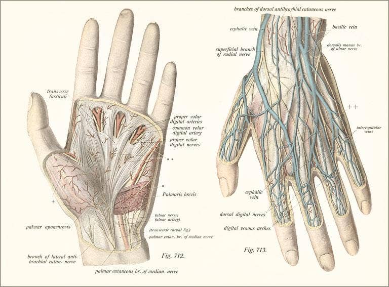 Found Image Press - Wholesale Postcard - Postcard AY-146 Diagrams of Hands0