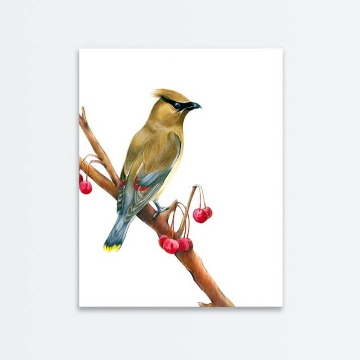 Cedar Waxwing Print for engroshandel hos Amanda Surveski Wildlife Art