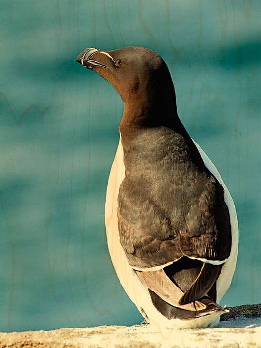CARTÃO POSTAL DE MADEIRA PINGUIM COSTAS por atacado de Hironwoods
