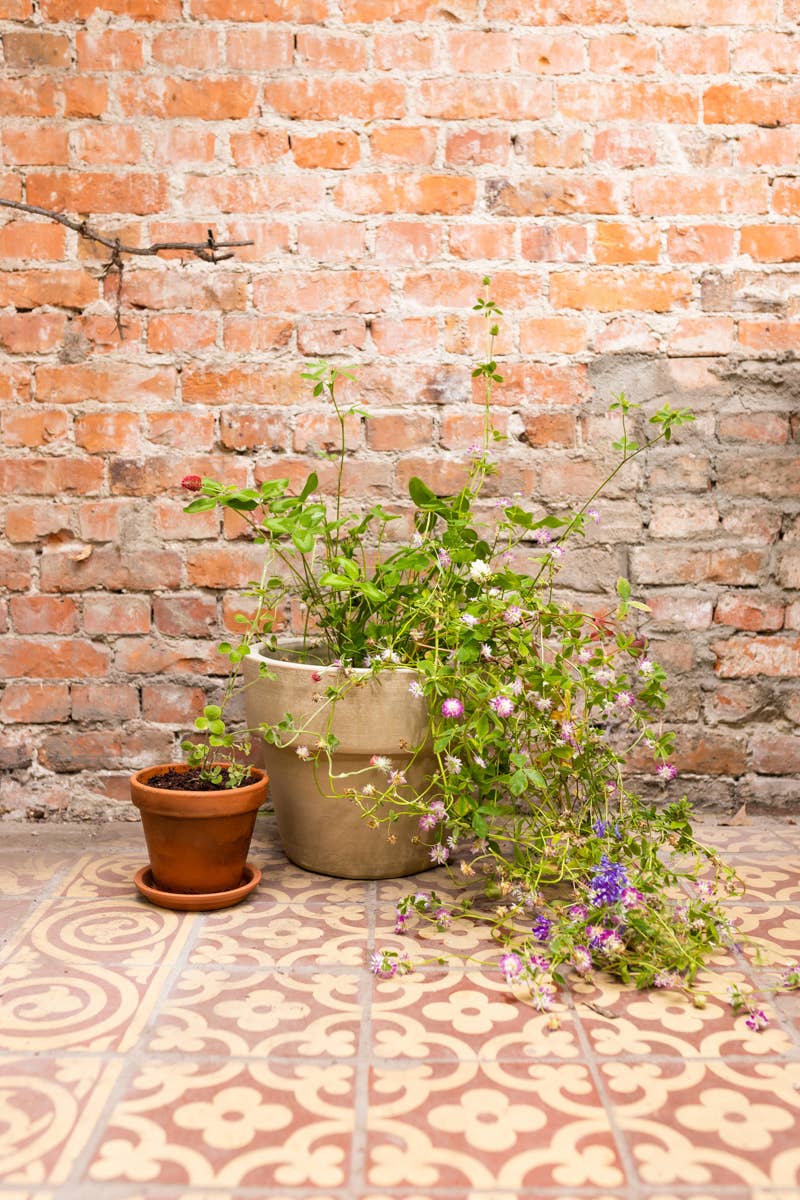 Blossombs - Wholesale Plant Seeds - Grow Kit “With Love” – Butterfly Paradise Mix (1 Seed Bomb)1