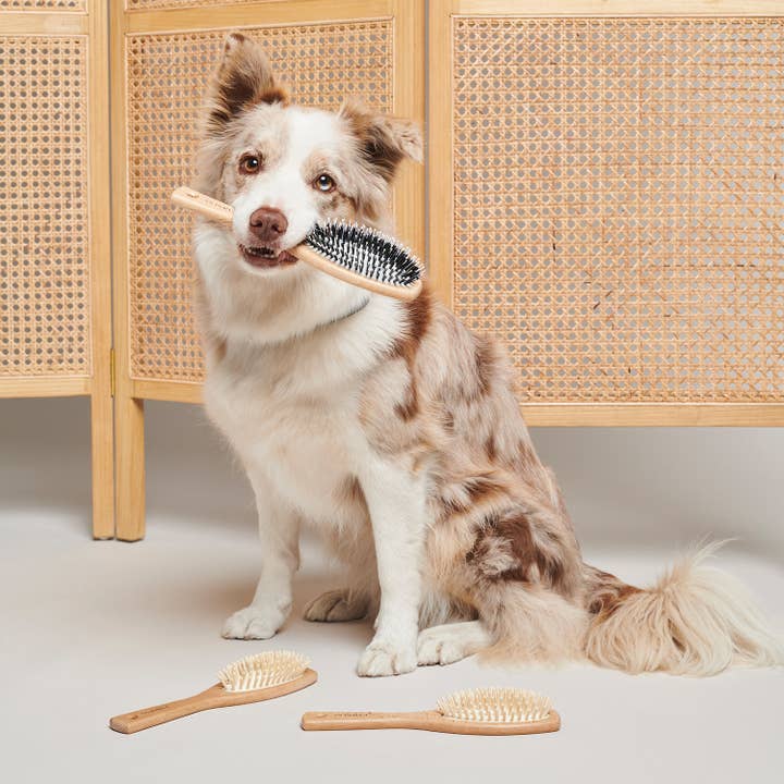 Dog Brush – Wood for wholesale on Faire2
