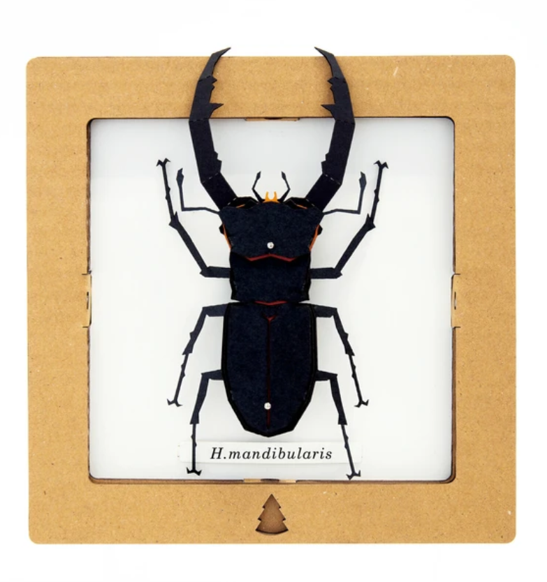 「FUNJI」In Japan - Wholesale DIY Craft Kit - Japanese Paper Craft Beetle Kit – H. Mandibularis Model0