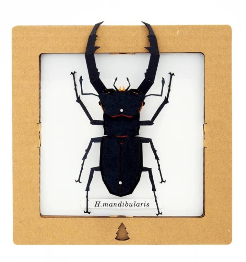「FUNJI」In Japan - Wholesale DIY Craft Kit - Japanese Paper Craft Beetle Kit – H. Mandibularis Model