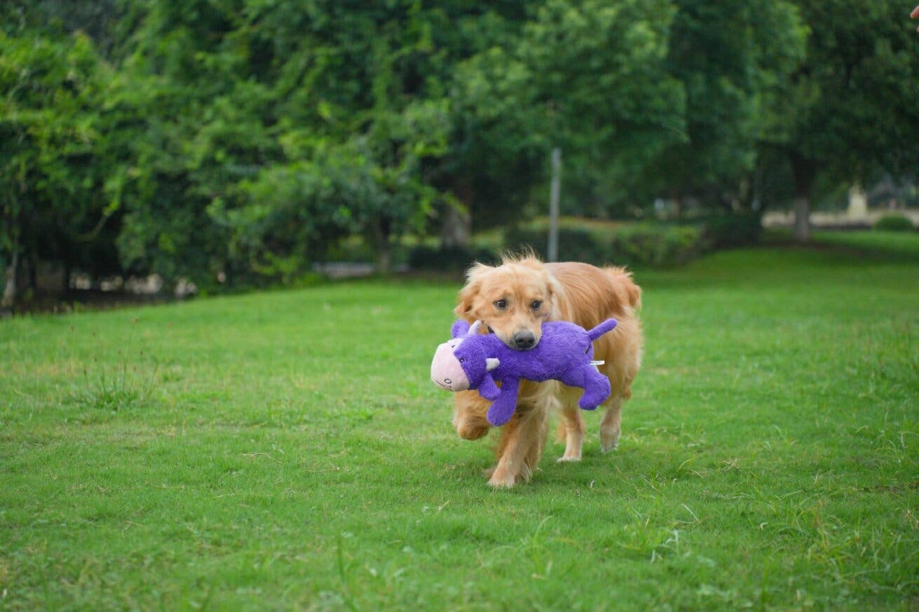 Caitec Inc – wholesale Mjukisdjur - Hund – Chuckles Cow Giant hundleksak med pipljud1