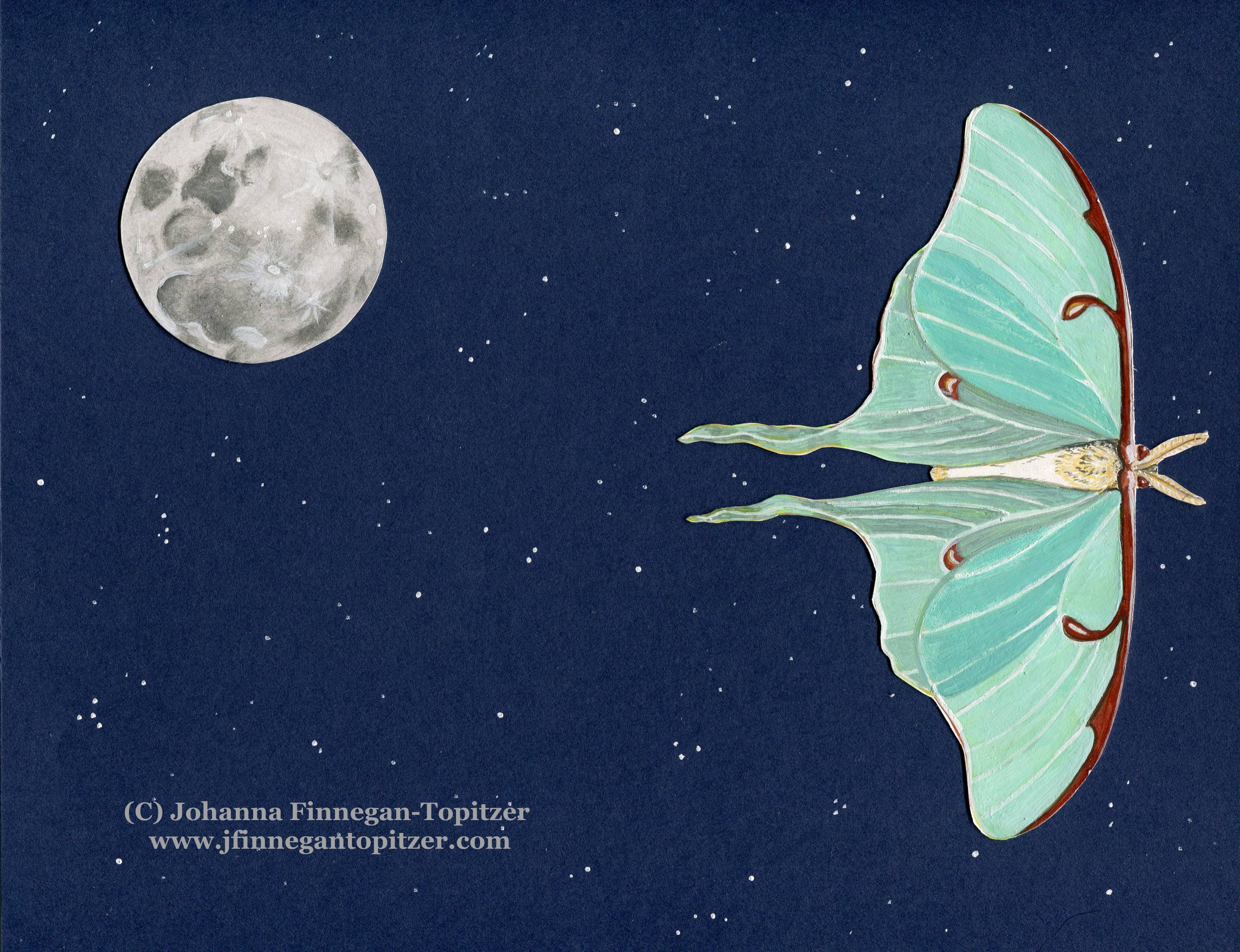 Johanna Finnegan-Topitzer - Wholesale Everyday Greeting Card - Luna Moth Blank Greeting Card, 4.25" x 5.5"2