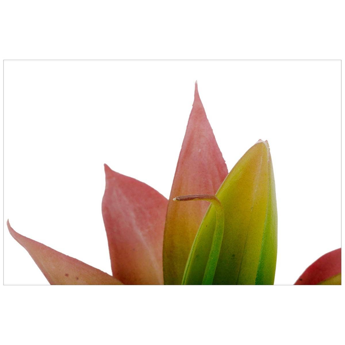 Truu Design - Wholesale Artificial Plant - Truu Design Artificial Plant in 5"D Cement Pot, 8.25"H2