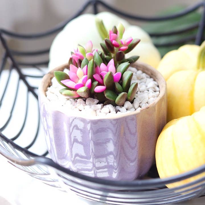 Best Plant Friend - Wholesale Succulent - Anacampseros telephiastrum f. variegatum 'Sunrise' 2/4 in10