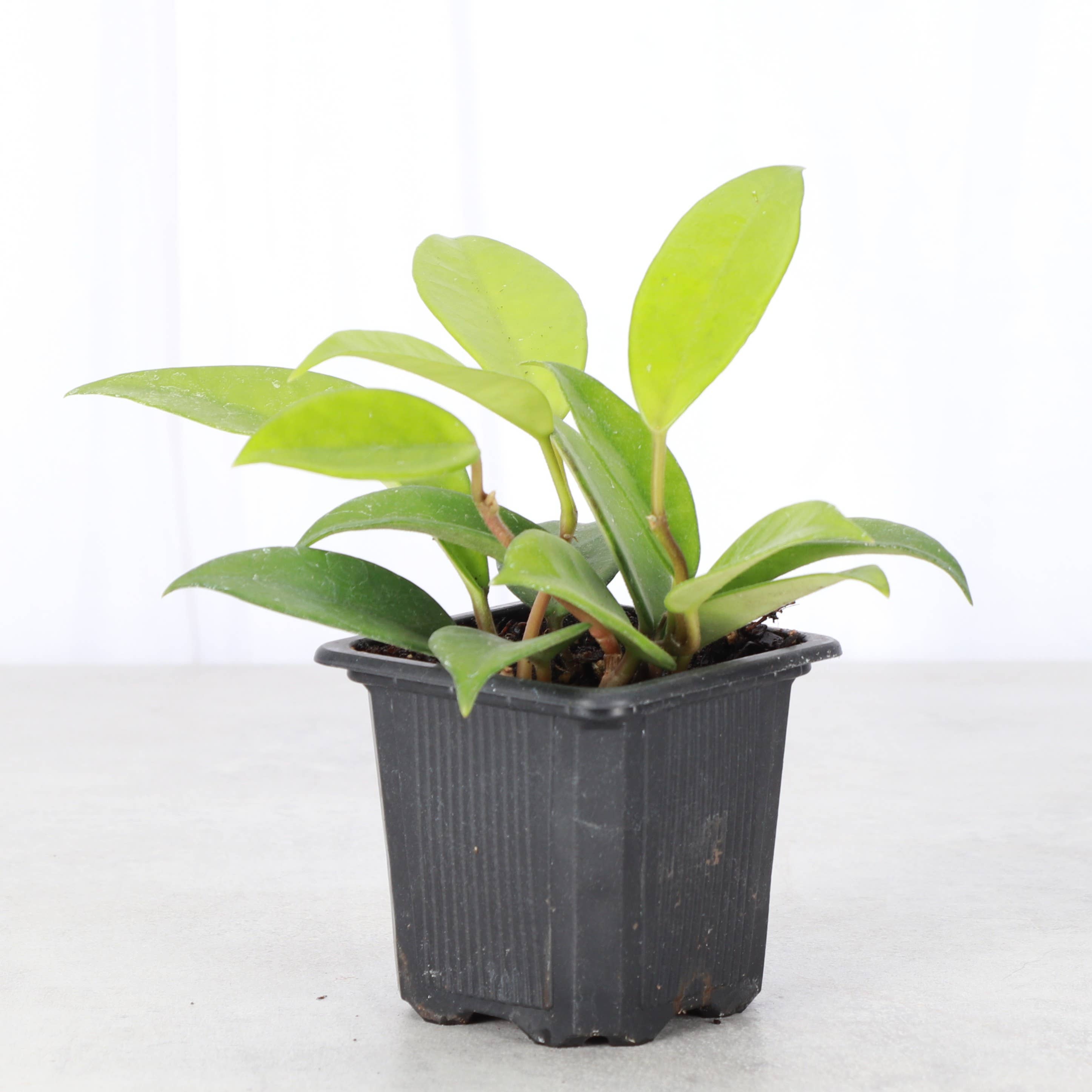 Thorsen's Greenhouse - Wholesale Live Plant - Hoya Carnosa - Wax Plant - Live Plant1