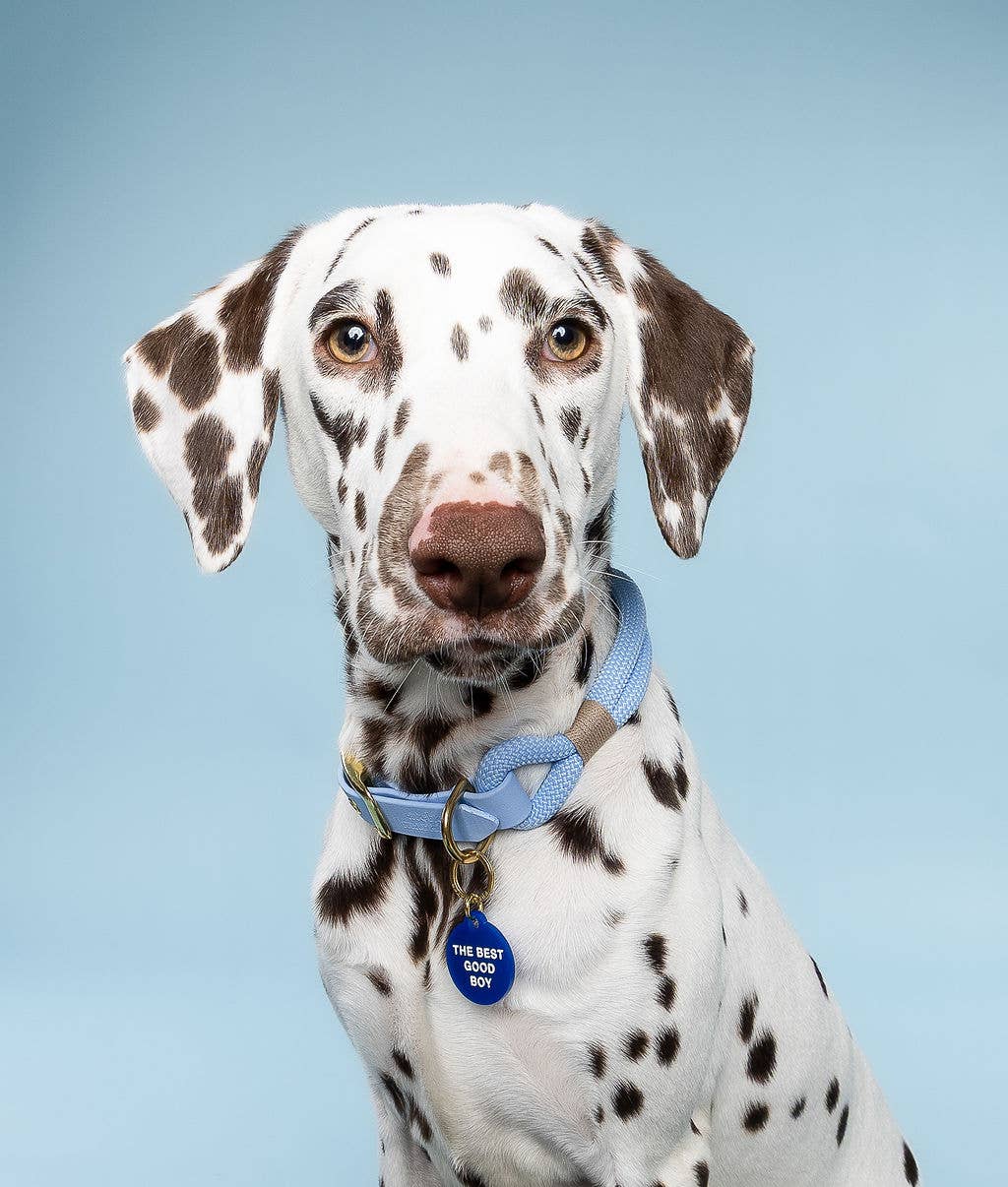 Freshwater Curated Goods - Venta al por mayor Chapa de identificación - Gatos y perros - Placa para mascota The Best Good Boy2