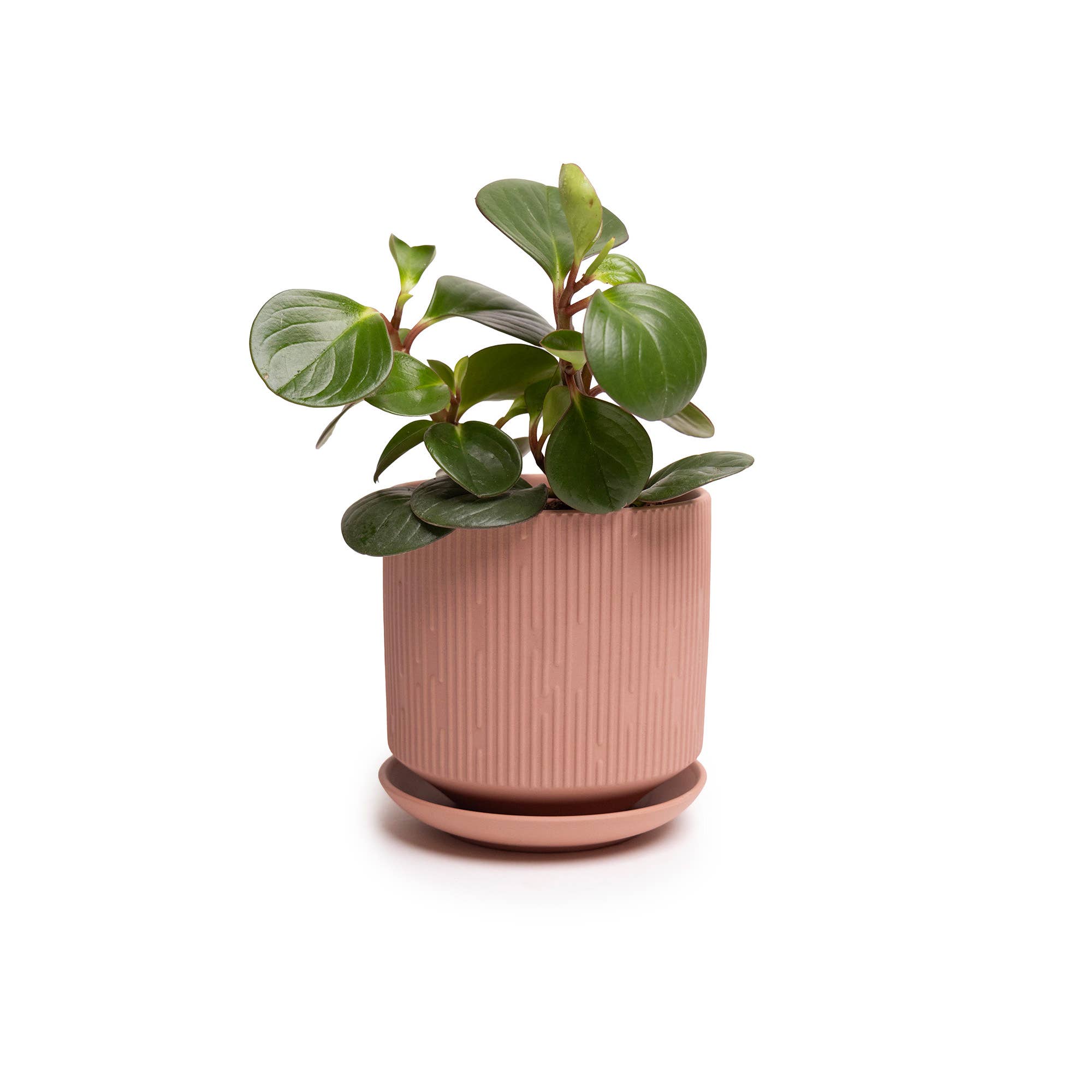 Chive - Wholesale Plant Pot - Handmade Ceramic Virago Pots | Artisan Plant Planters18