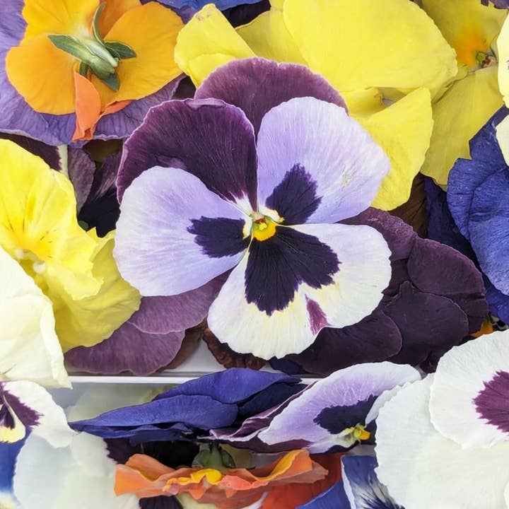 Freshly Preserved - Wholesale Cake/Cupcake Topper - Freeze-dried Edible Pansies5