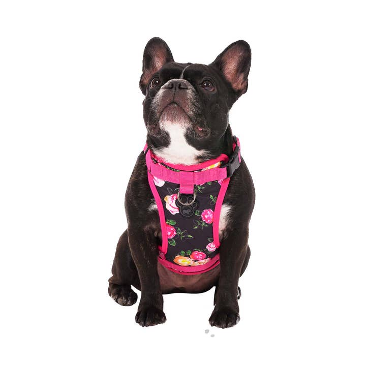 Everything Harness- No-Pull Dog Harness (Water Resistant) for wholesale by Canada Pooch