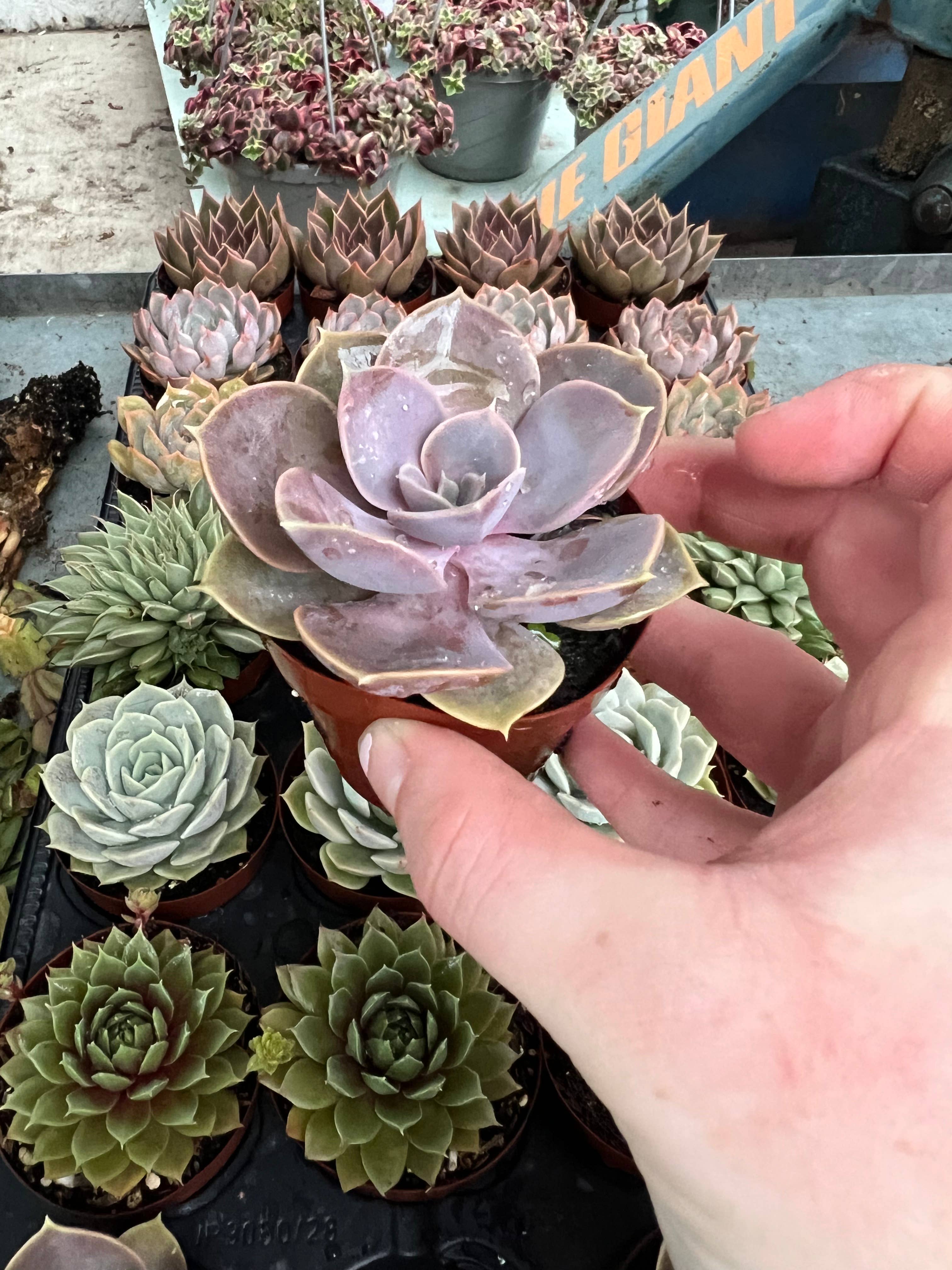 Dutch Touch Growers - Wholesale Succulent - 28 - Assorted Live Succulent 2.5" Plants5