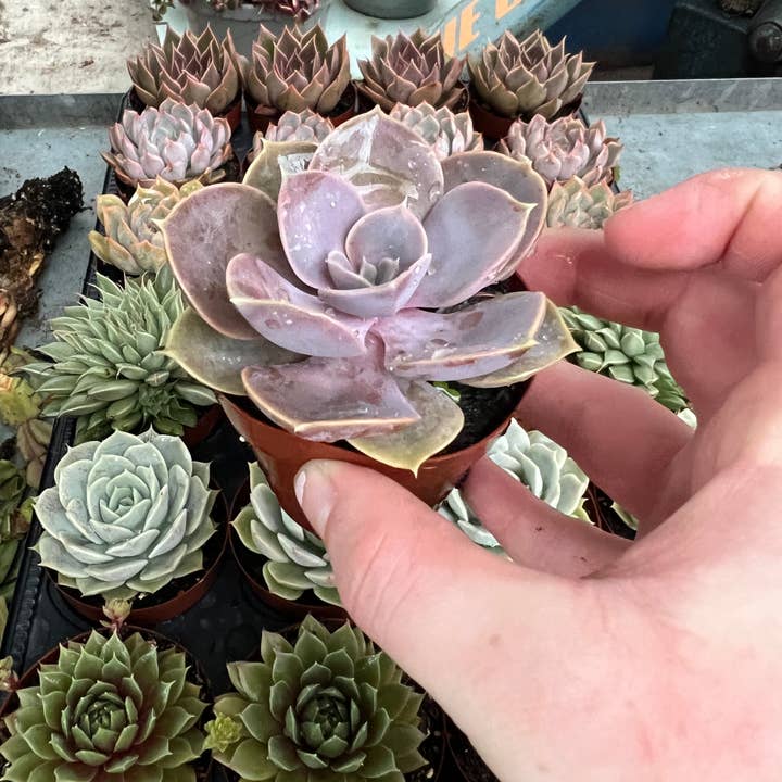 Dutch Touch Growers - Wholesale Succulent - 28 - Assorted Live Succulent 2.5" Plants5