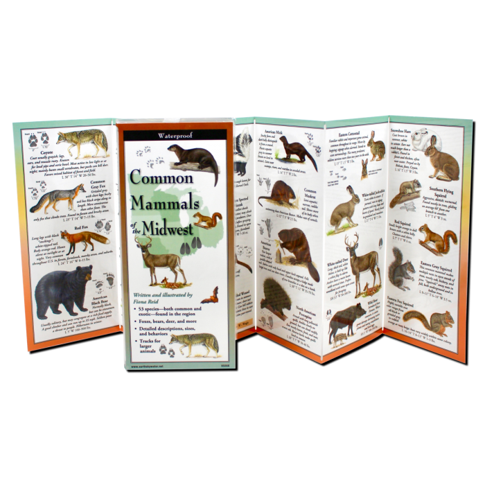 Earth Sky + Water - Wholesale Nature & Outdoors Book - Common Mammals of the Midwest1