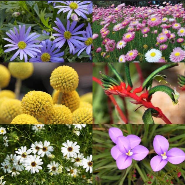 Aussie Seed Bombs - Wholesale Plant Seeds - Australian Native Wildflowers Mix 6pc