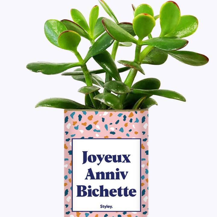 Styley - Wholesale Live Plant - Joyeux Anniv Bichette - Plante1