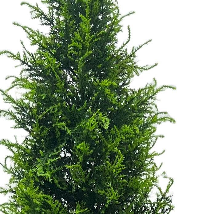 Leaf Design UK LTD - Wholesale Artificial Plant - UV Resistant Outdoor 150cm Cypress Cedar Topiary Tree1