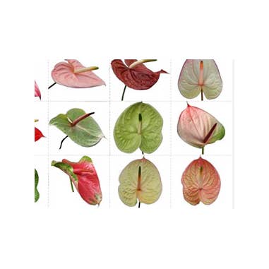 Anthurium Designer Mix Assorted Large 20 Stems and other Purchase Wholesale elysium tile. Free Returns & Net 60 Terms on Faire trending on Faire.