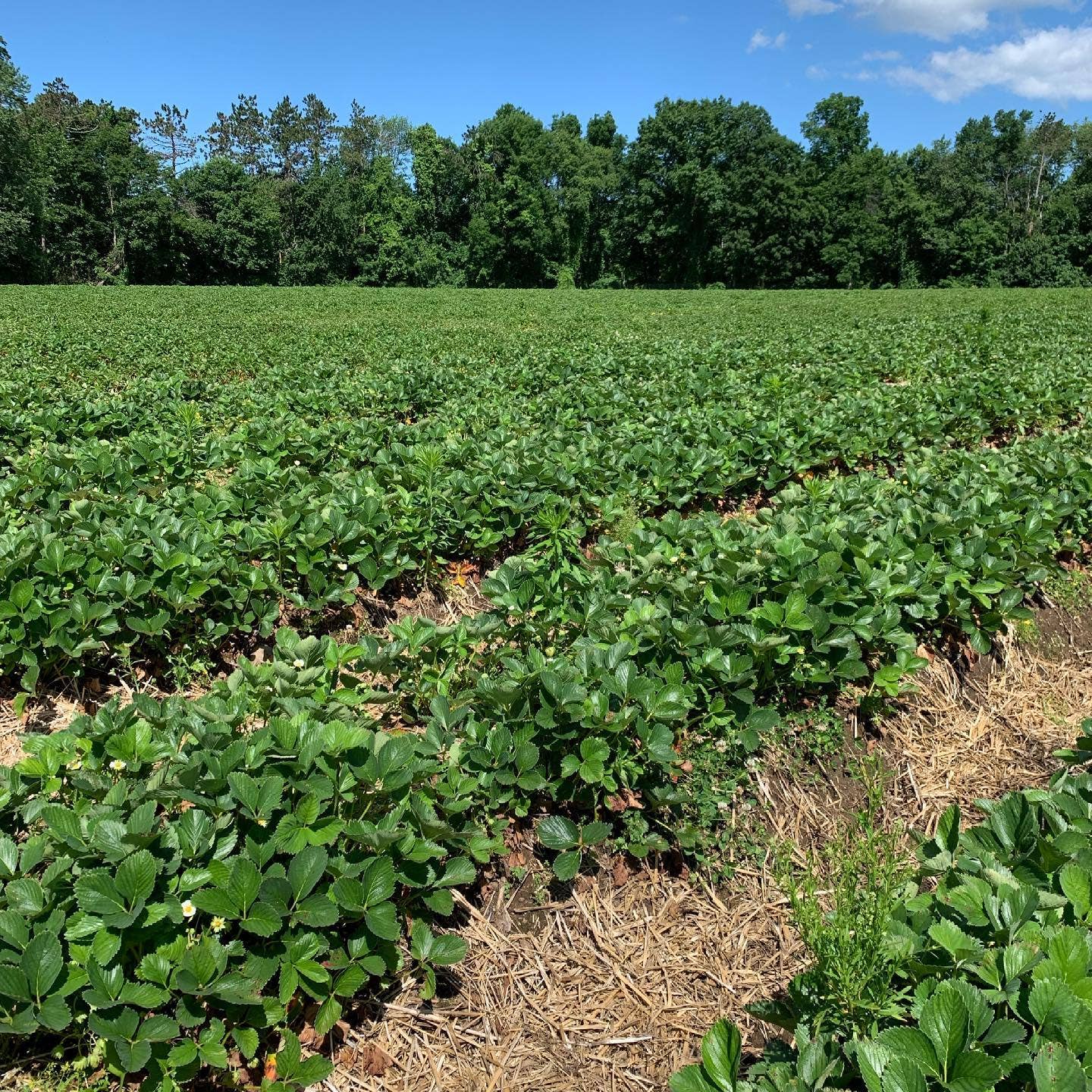 Wellness Croft - Wholesale Dried/Dehydrated Fruit - Northeast Sourced Strawberry Pouch5