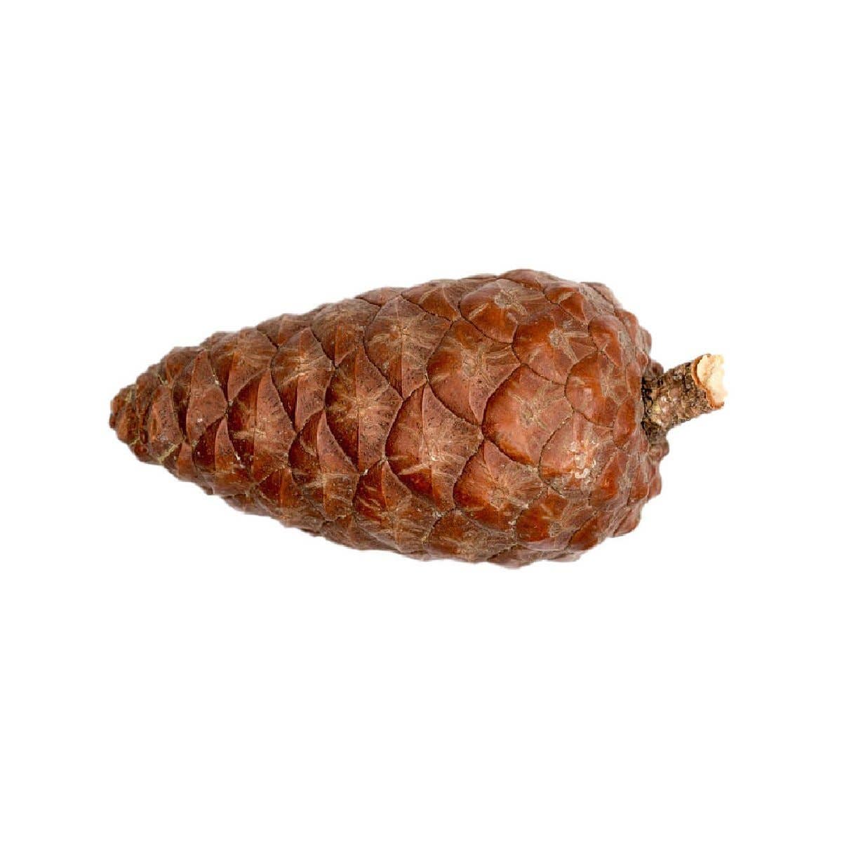 Aromae Essentials - Wholesale Essential Oil - Pine1