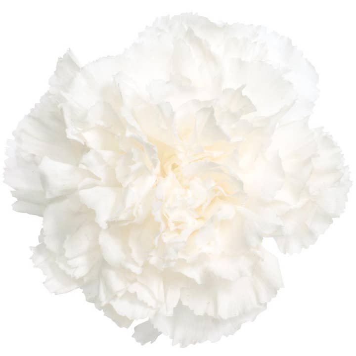 2626 Designs - Wholesale Dried/Pressed Flowers - Box of 8 Preserved Carnation Heads8