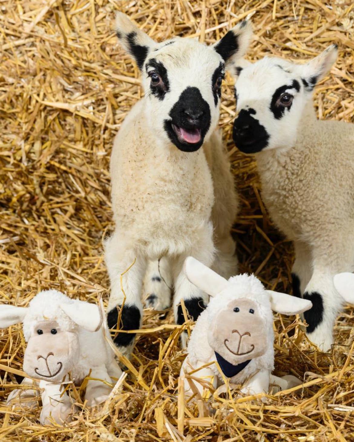 Jomanda Soft Toys & Accessories - Wholesale Knuffels - Kinderen en baby - Kleine witte knuffelknuffel van schapen, 18 cm9